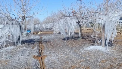 Şanlıurfa'da fıstık ağaçları dondu! Buz sarkıtları oluştu