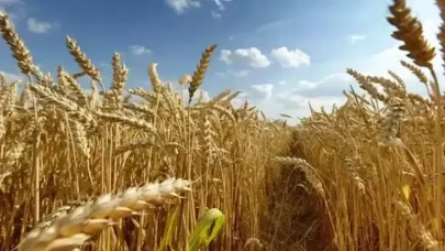 Çiftçilere müjde: Ödemeler hesaplara aktarılıyor