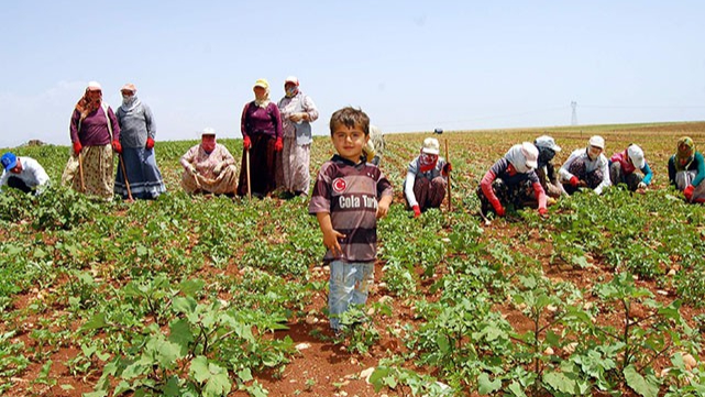 Tarım işçilerinin günlük ücreti açıklandı!