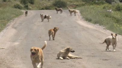 Türkiye Genelinde Sahipsiz Köpeklerin Toplanması İçin Valiliklere Talimat Verildi